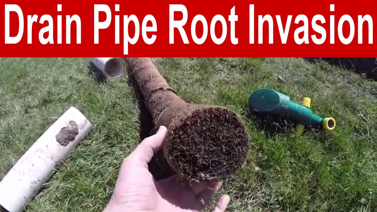 Using PVC Pipes Prevent Root Invasion